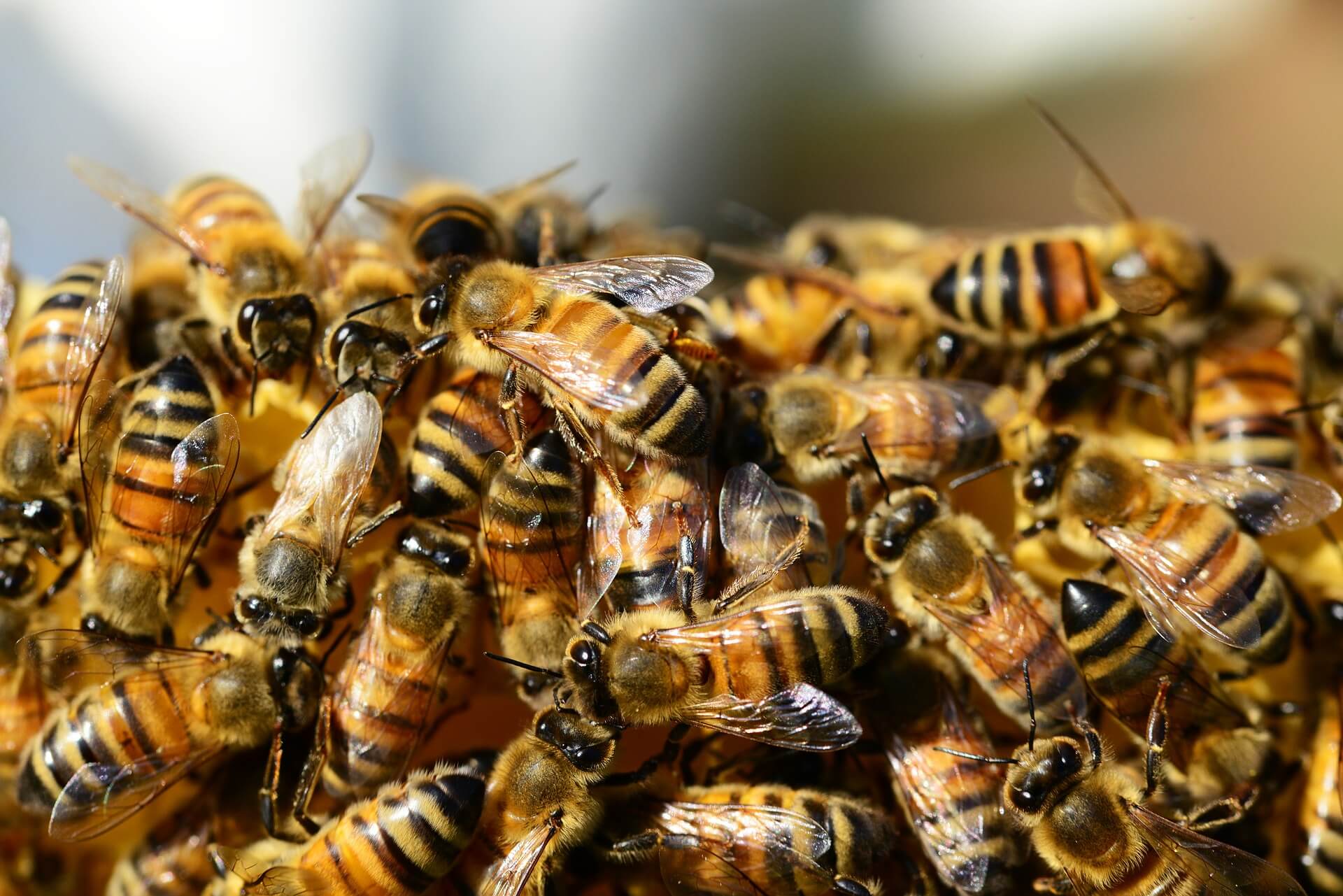 Возбудители нозематоза выявлены лабораторией в пробах подмора пчел