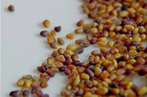 Специалисты Вологодского отдела проверили партию семян бобовых и злаковых трав весом более девяти тонн