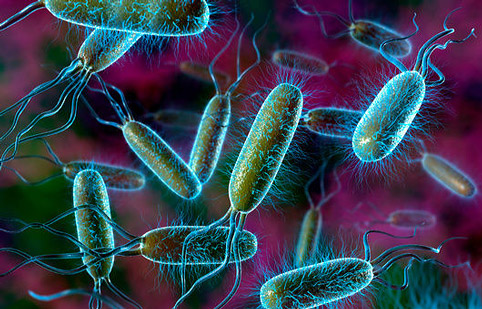 Энтеропатогенные типы E.coli