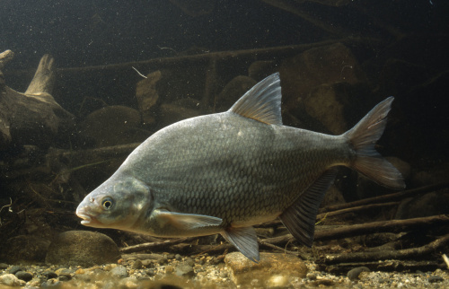 В образцах рыбы выявлены возбудители паразитарных болезней  