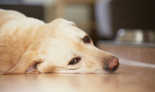 В биоматериале от погибшей собаки специалистами лаборатории обнаружен тубазид