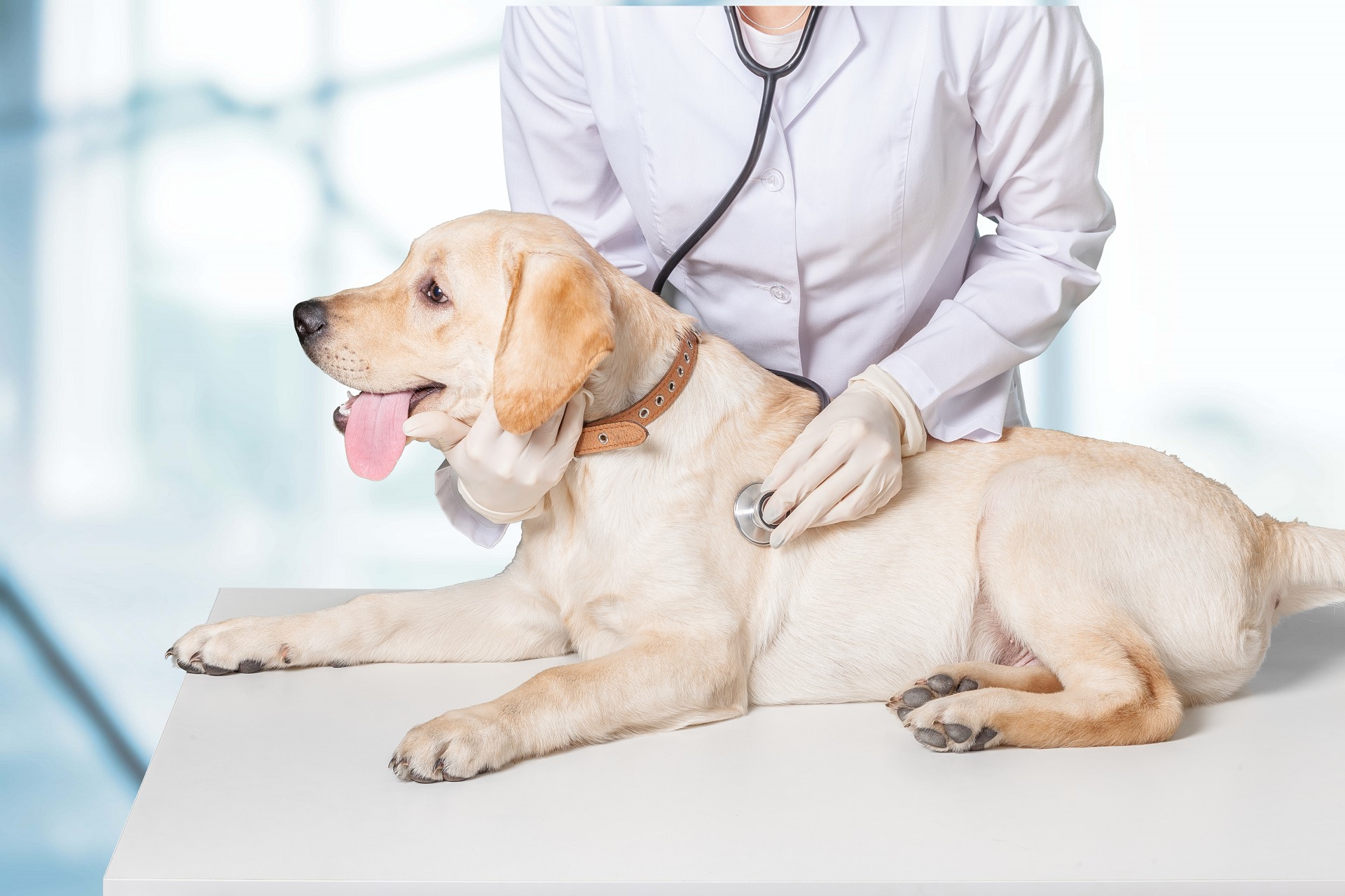Поликлиника "Добровет" продолжает оказывать профессиональную ветеринарную помощь