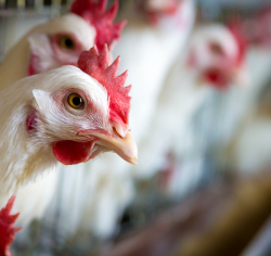 Саудовская Аравия сняла запрет на поставки российской птицеводческой продукции