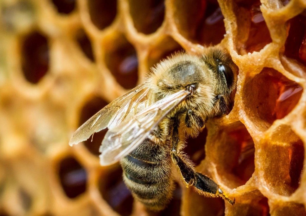 У пчел с пасеки в Калязинском районе выявлен варроатоз
