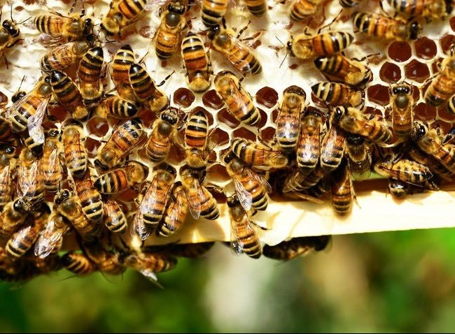 Россельхознадзор проводит расследование по фактам массовой гибели пчел на территории Алтайского края