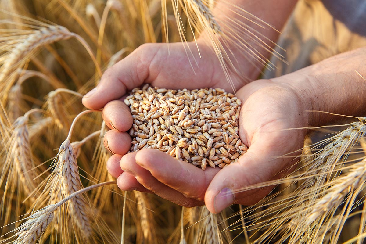 Более 42 тысяч тонн зерна и продуктов его переработки проверено специалистами Ярославского филиала в текущем году