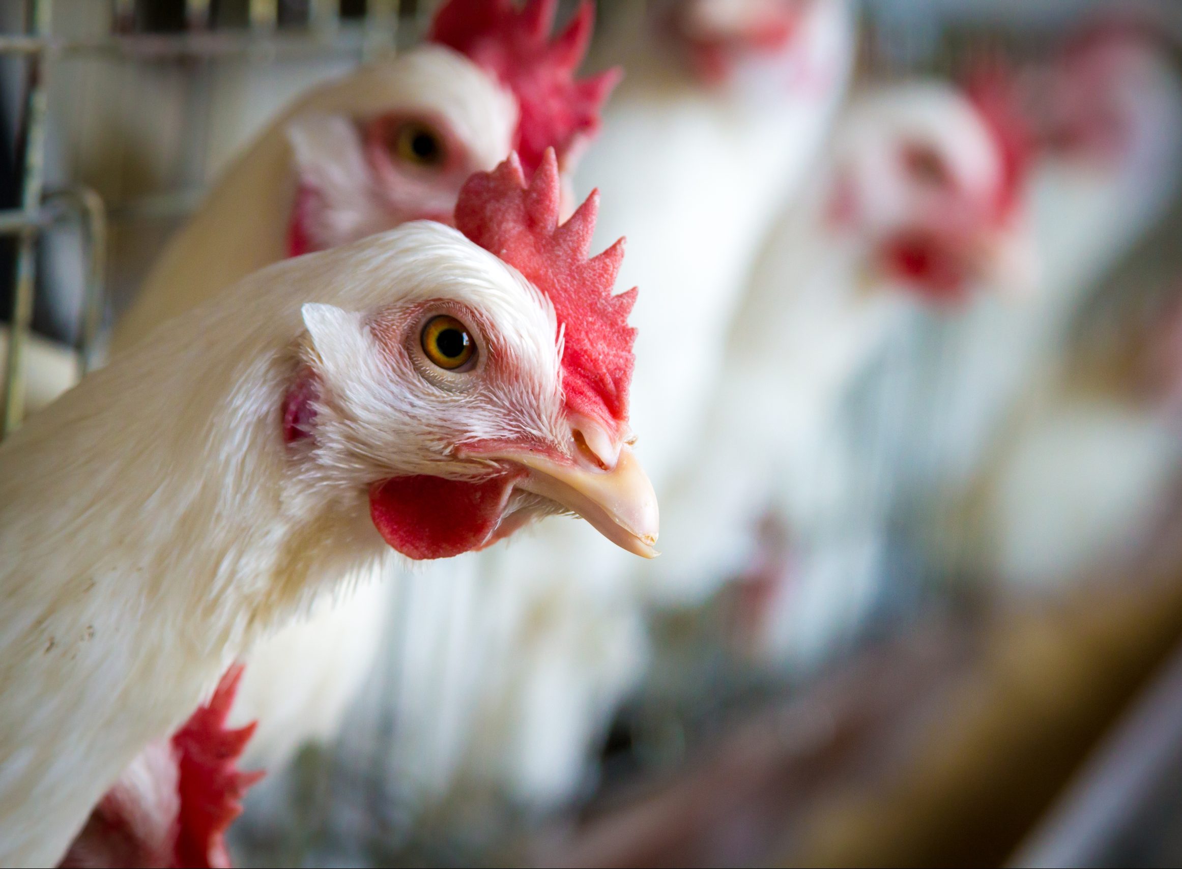 Бразилия приостанавливает экспорт мяса птицы в Китай, Аргентину и страны Европы из-за массовой вспышки болезни Ньюкасла