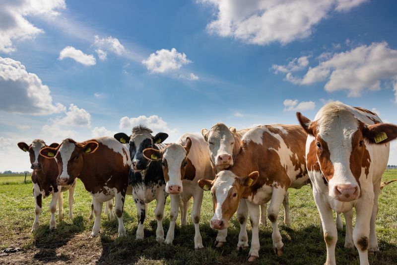 В январе текущего года специалистами лаборатории с целью диагностики лейкоза крупного рогатого скота было проведено свыше 300 исследований