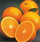 О выявлении карантинного вредителя в апельсинах,