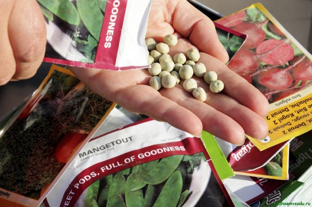 Костромским отделом проведены исследования 2800 пакетов импортных и отечественных семян