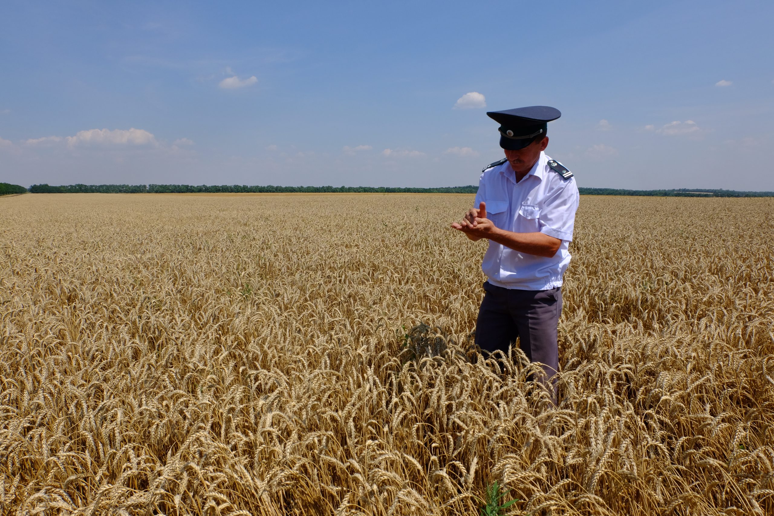 Россельхознадзор направил в Минсельхоз России предложения об усилении фитосанитарного контроля за зерном и другой продукцией, предназначенной к экспорту