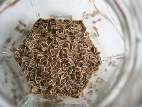 Специалисты Костромского отдела выявили карантинный сорняк в пакетированных семенах 