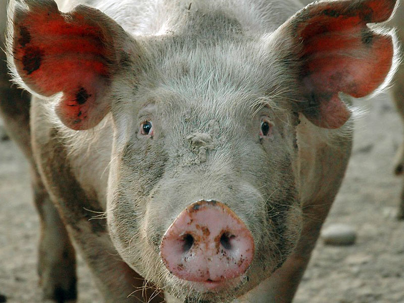 Генетический материал вируса африканской чумы свиней