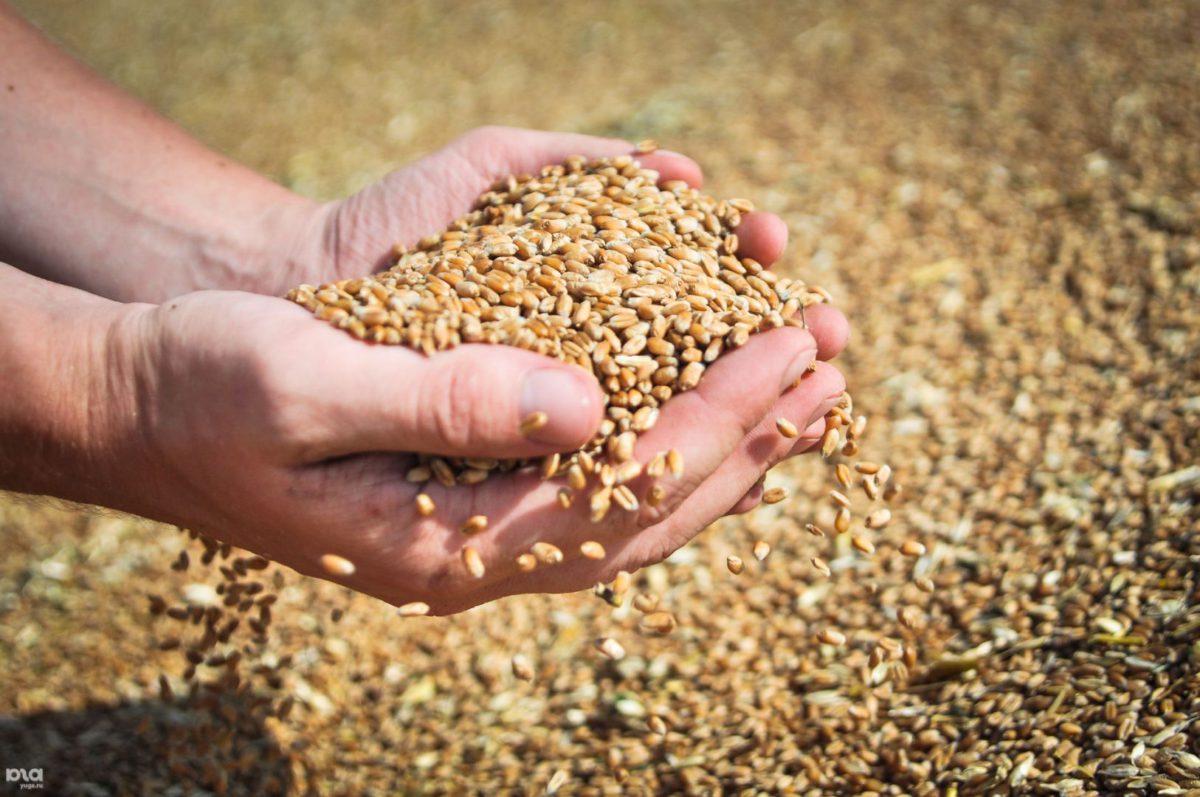 В России заработает система прослеживаемости зерна и продуктов его переработки