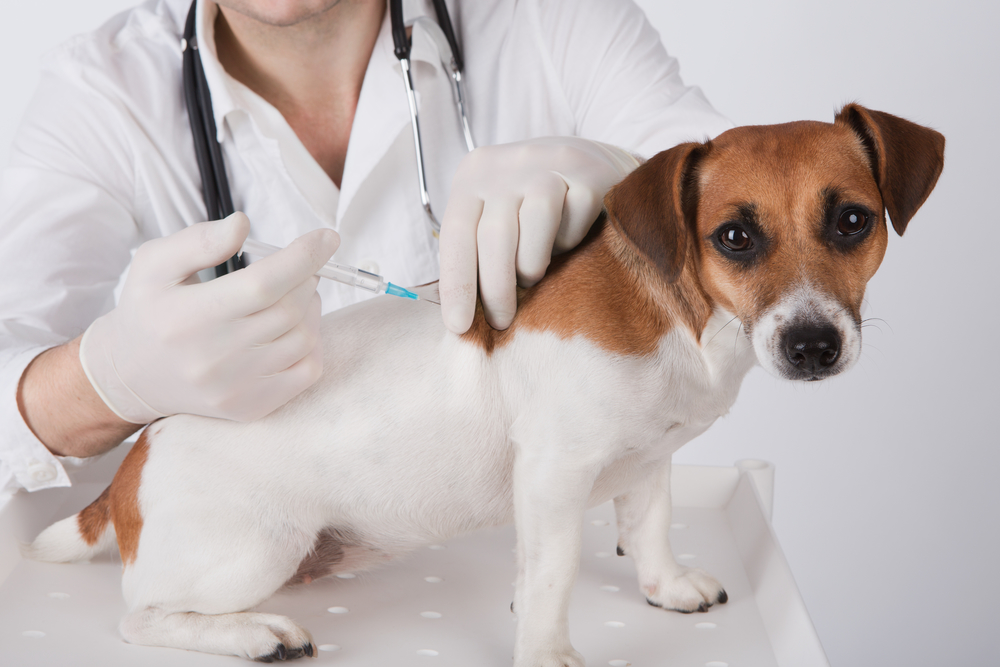 Учреждение информирует о вакцинации животных против Covid-19 в клинике "Добровет"
