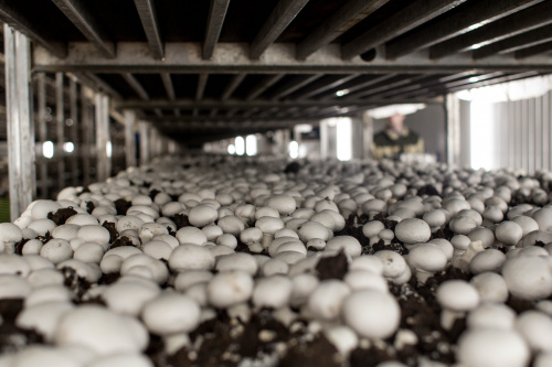 Сотрудниками Костромского отдела проведено обследование цеха для выращивания грибов