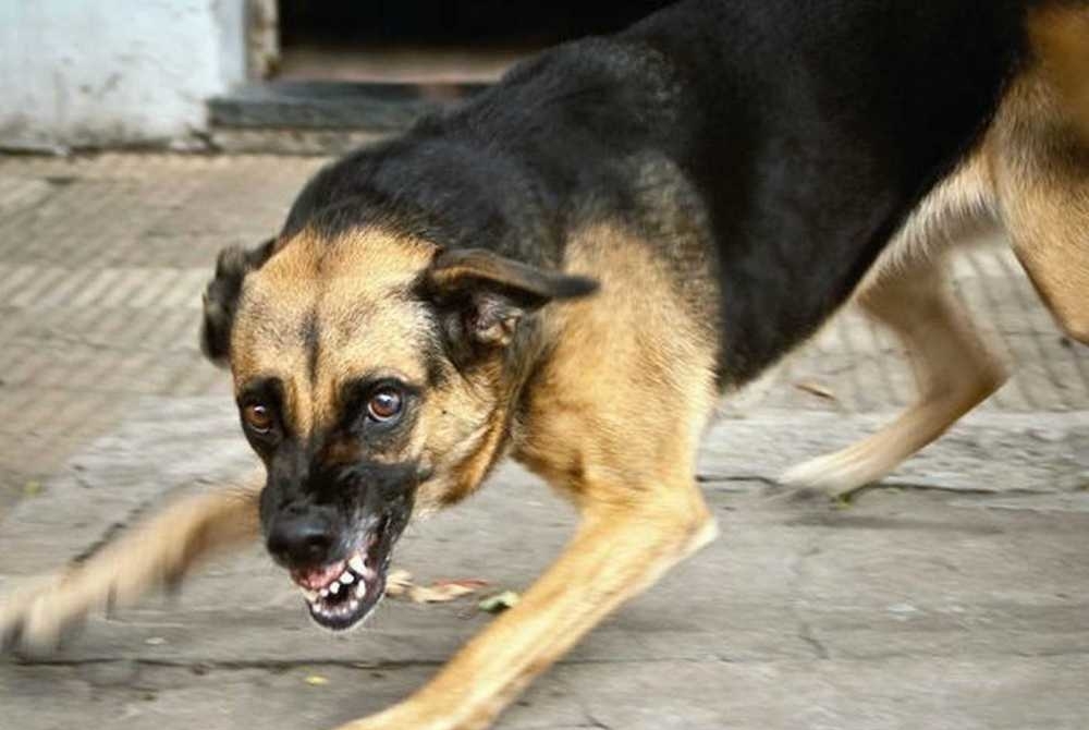 У собаки из Калининского района Тверской области диагностировано бешенство