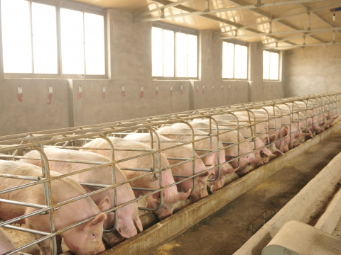 Расширен перечень российских производителей свиноводческой продукции для экспорта во Вьетнам