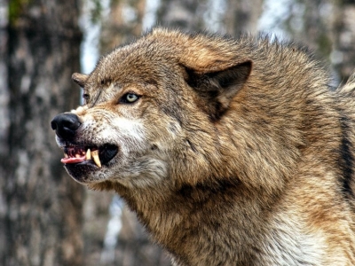 Бешеный волк из Бежецкого района