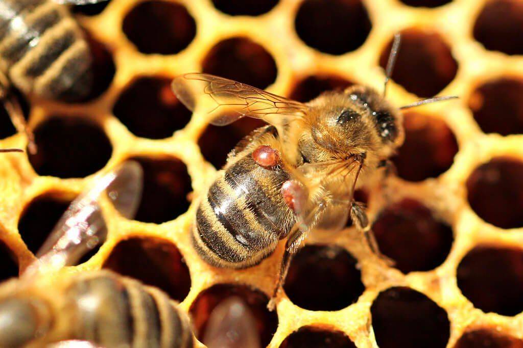 В пробах подмора пчел снова выявлены возбудители нозематоза