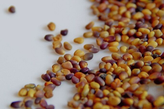 20 тонн семян клевера лугового проверено специалистами Вологодского отдела