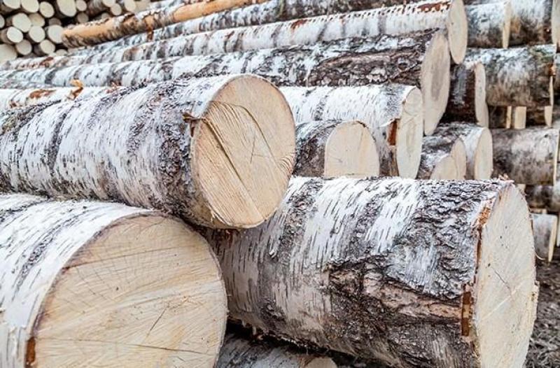 Специалистами Ярославского отдела исследуется подкарантинная лесопродукция