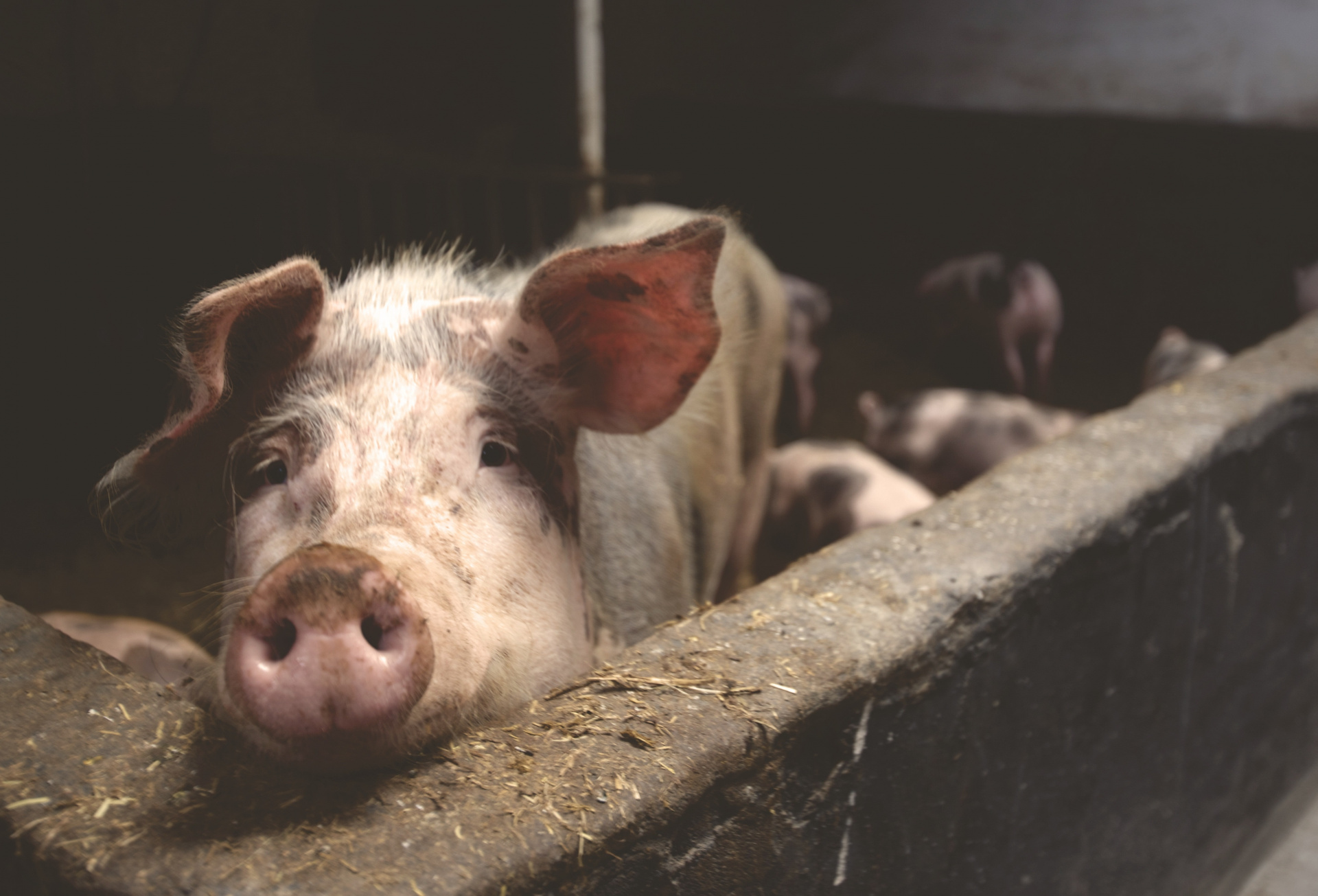 В образцах свинины обнаружена ДНК вируса африканской чумы свиней