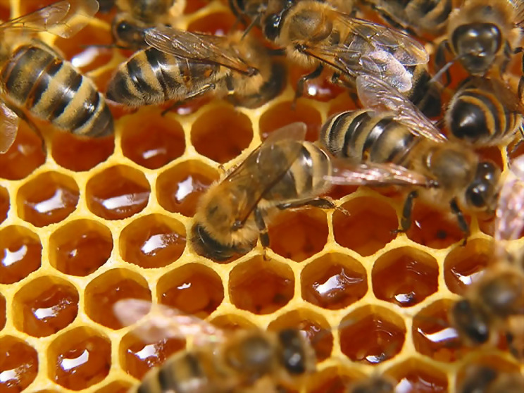 О выявлении опасного заболевания пчел
