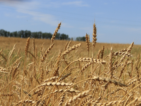Россельхознадзор обсудил с белорусскими коллегами регионализацию и условия поставок из Беларуси семян пшеницы после выявления опасного заболевания – карликовой головни