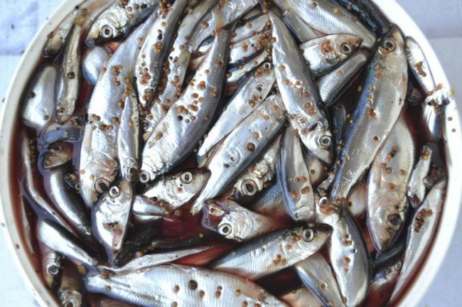 О регистрации несоответствия рыбной продукции
