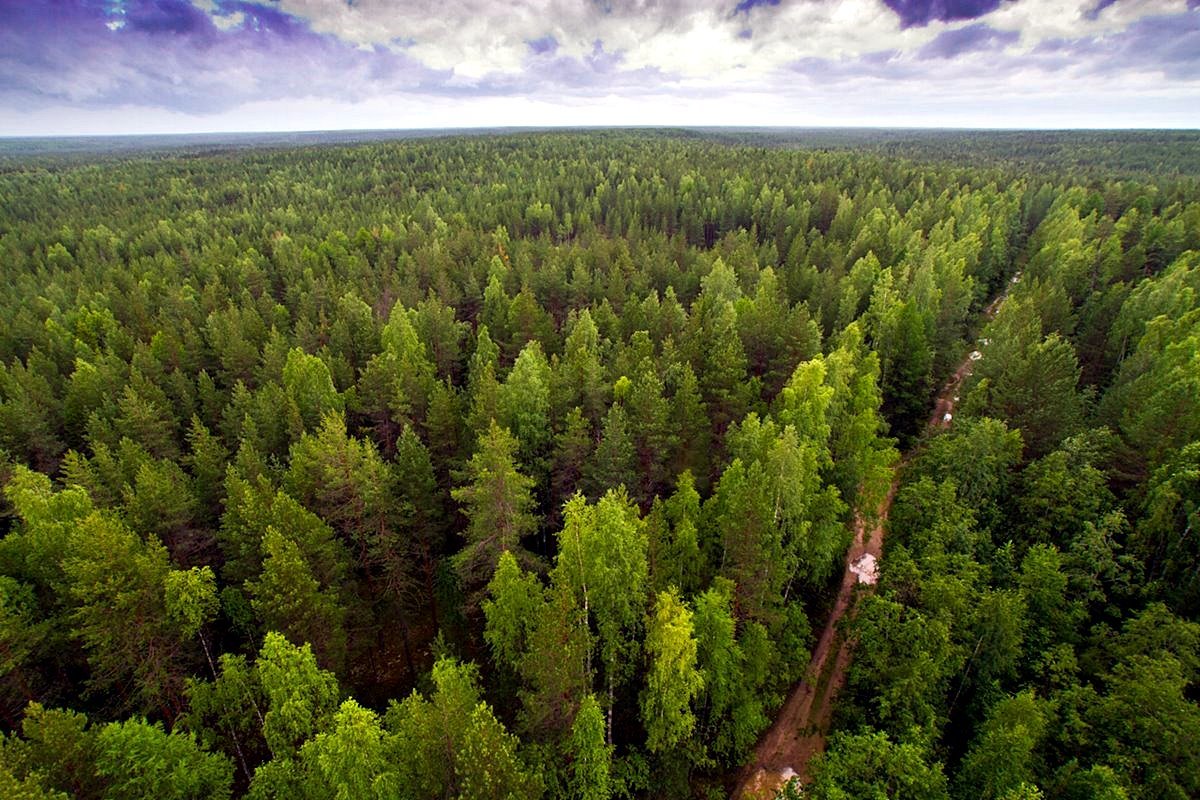 Обследования лесных массивов проводят специалисты учреждения