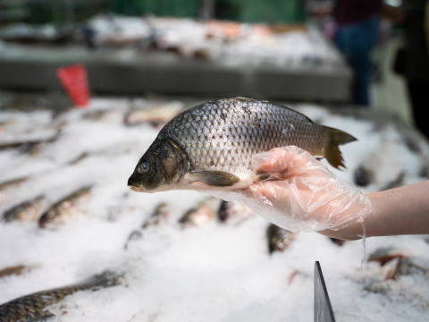 Киргизские производители рыбной продукции отказываются от проведения инспектирования своих заводов