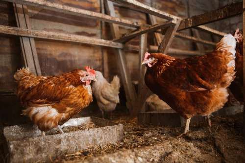 Лаборатория установила причину гибели курицы-несушки из расположенного в Вологодской области птичника