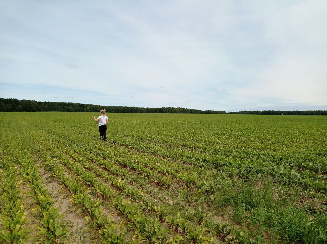 Свыше 70 га сельскохозяйственных угодий обследовано Костромским отделом в июле текущего года