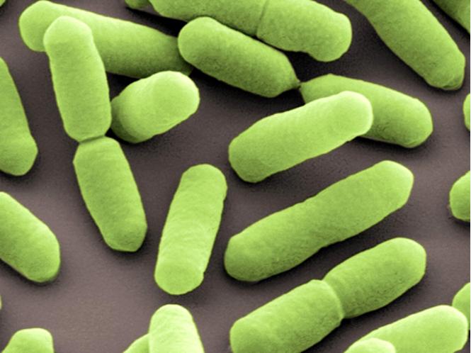 Об очередном выявлении опасных для здоровья человека бактерий