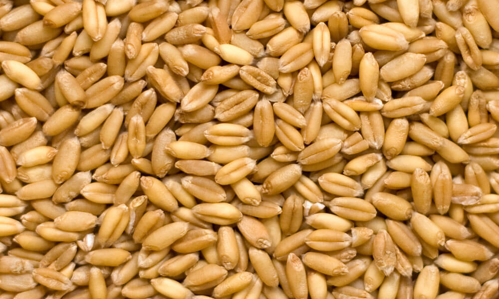 Отделом карантина растений по Вологодской области проверены образцы от партии семян яровой пшеницы