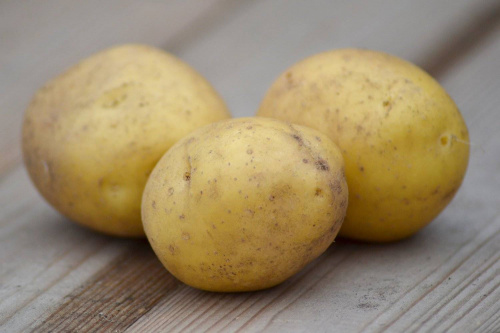 Специалистами Вологодского отдела проверена партия экспортного семенного картофеля