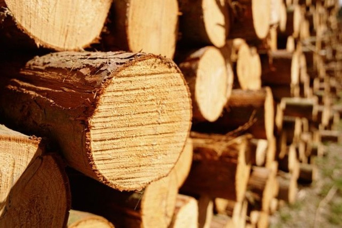 Более 3000 исследований лесопродукции проведено специалистами Ярославского филиала с начала года