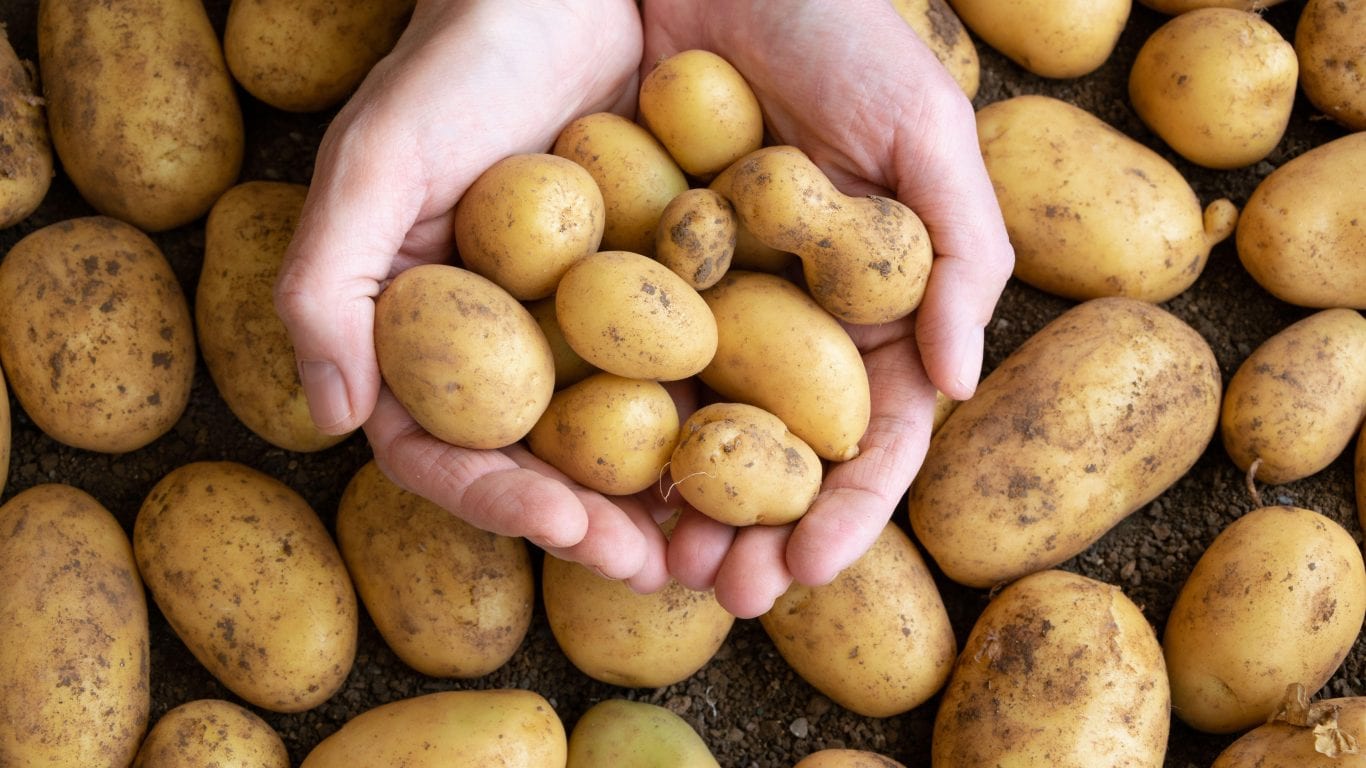 Специалистами Вологодского отдела проведены исследования партий семенного картофеля