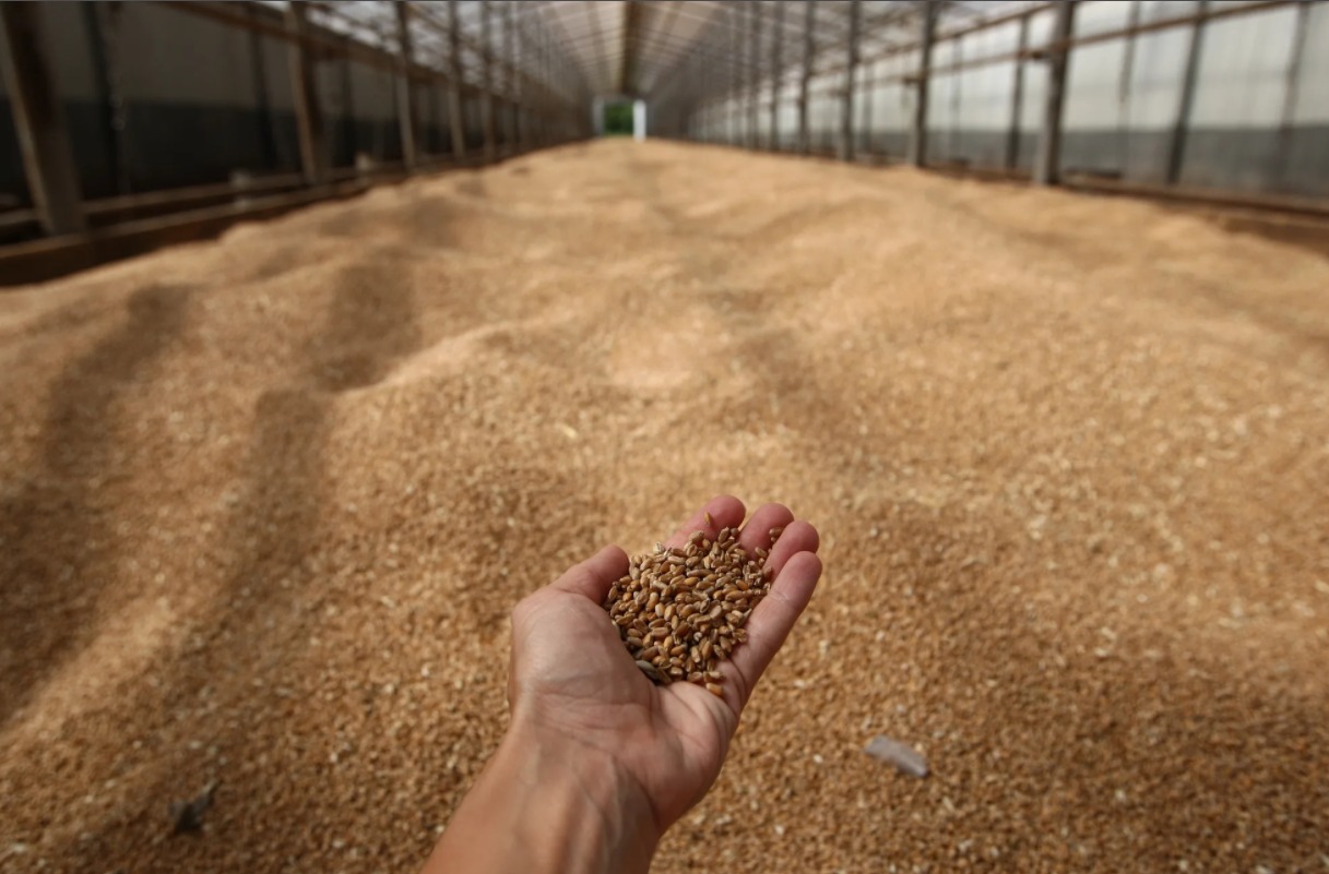 В текущем месяце специалистами Ярославского отдела карантина растений проверено более 1680 тонн пшеницы