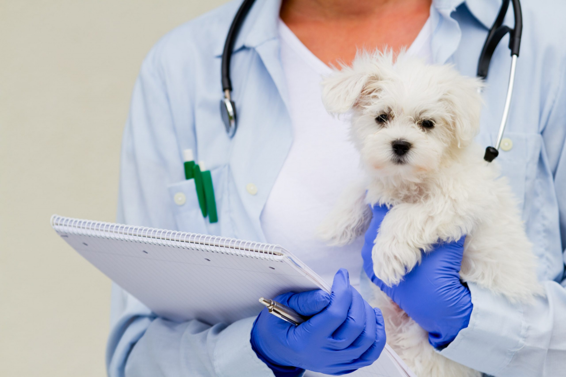 Свыше 750 обращений зарегистрировано ветеринарной поликлиникой "Добровет" в июне текущего года
