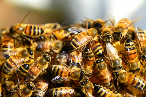 Опасное заболевание медоносных пчел зарегистрировано специалистами Тверской испытательной лаборатории