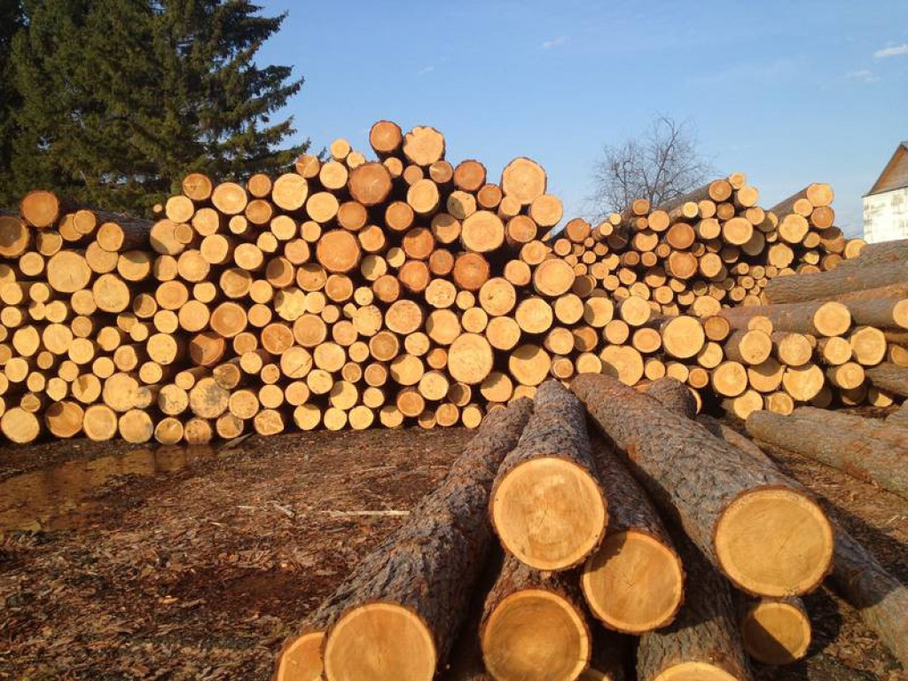 Специалистами Ярославского филиала предотвращена транспортировка партии зараженной карантинным вредителем древесины