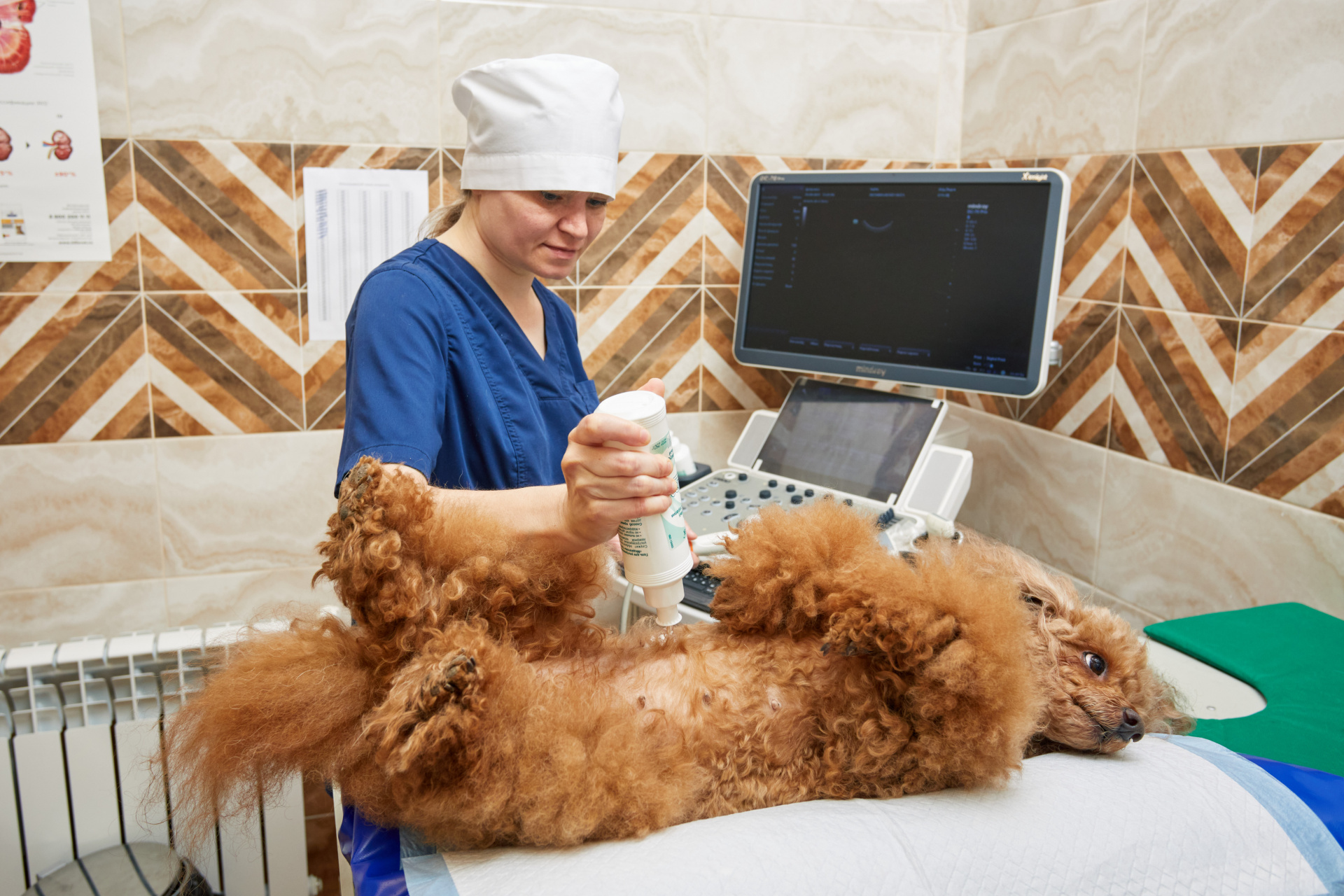 Порядка 700 обращений в поликлинику "Добровет" для получения ветеринарной помощи зарегистрировано в сентябре