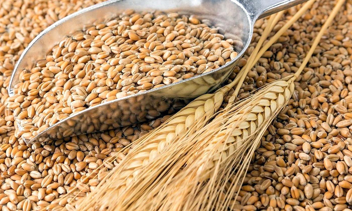 Суринамский мукоед выявлен в кормовой пшенице