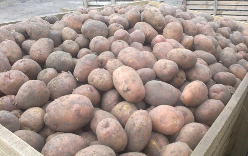 Специалисты Вологодского отдела подтвердили соответствие партий импортного и отечественного картофеля фитосанитарным требованиям