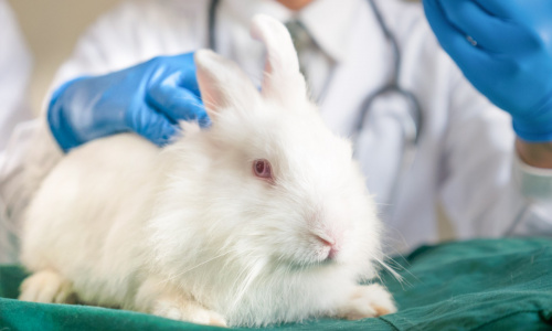 Специалистами ФГБУ «Тверская МВЛ» выявлены возбудители инвазионной болезни зайцев