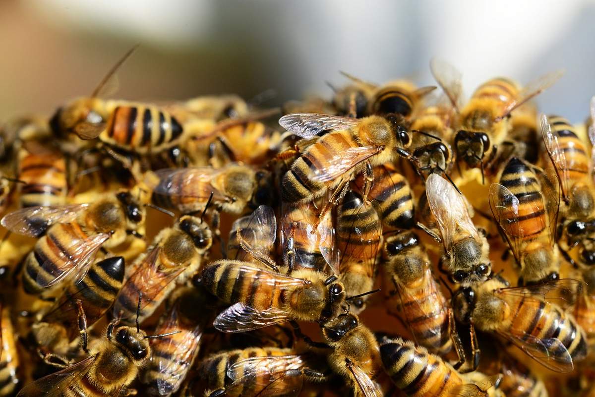 Возбудители варроатоза обнаружены в подморе пчел