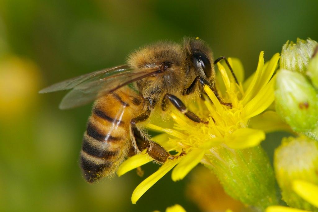 Опасное заболевание пчел диагностировано специалистами лаборатории