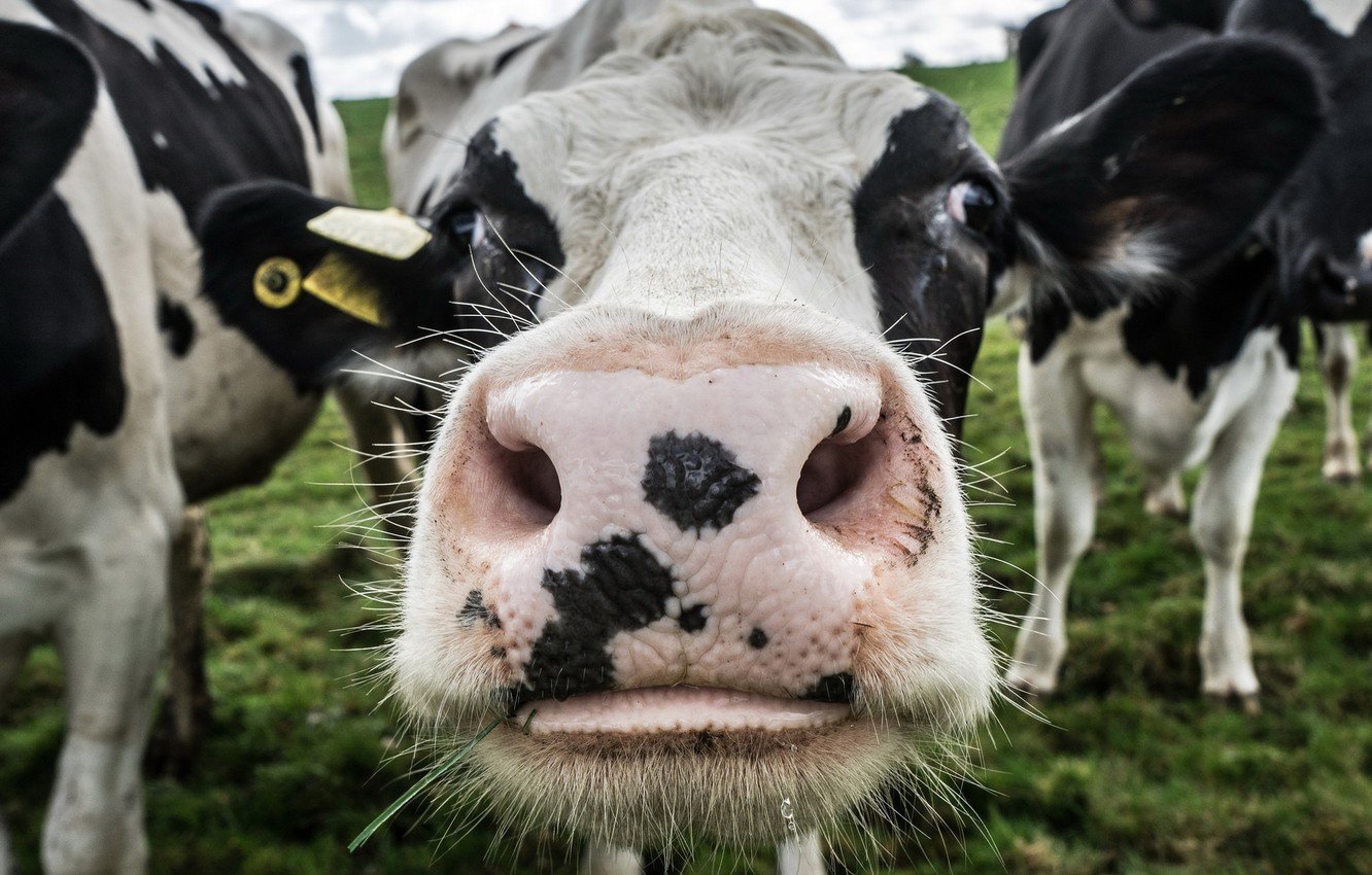 В сентябре текущего года специалистами лаборатории проведено порядка 3000 исследований на лейкоз крупного рогатого скота